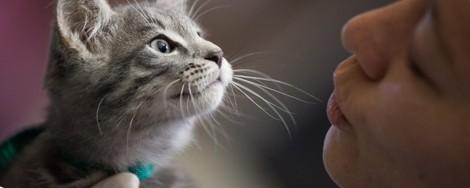 Kitten at Rural Area Veterinary Services (RAVS) Field Clinic