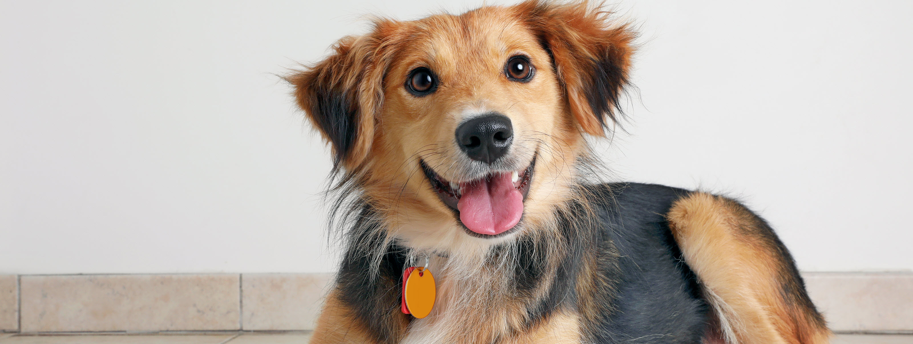 Smiling dog