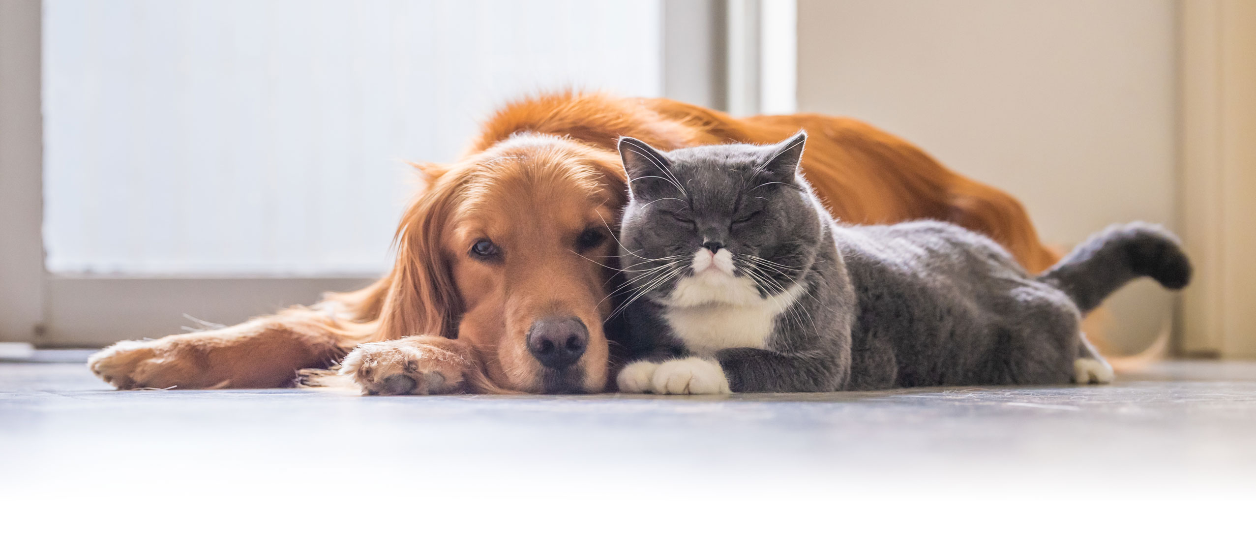 Dog and cat cuddling 