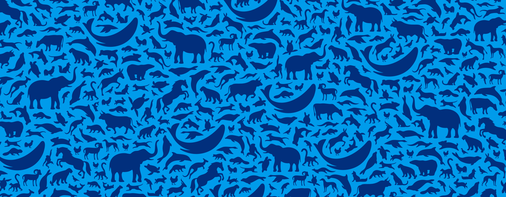 animal print pattern