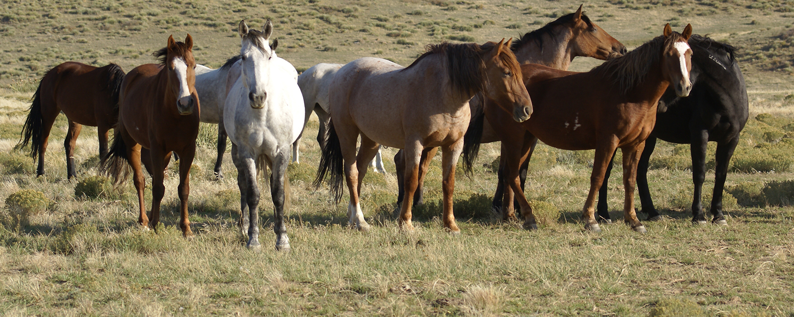 herd of mustangs in a field