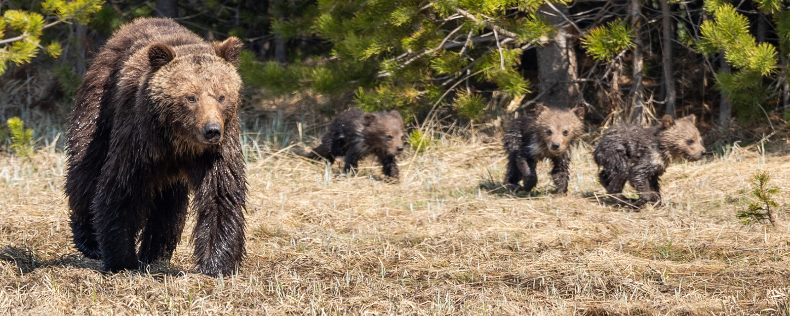 Family of grizzly bears