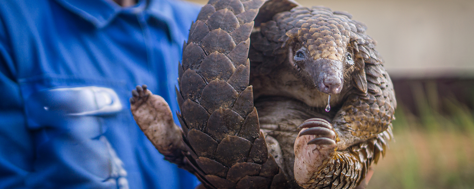 A man displays a live pangolin he has trapped and is transporting for sale as bushmeat in Cameroon, Africa.