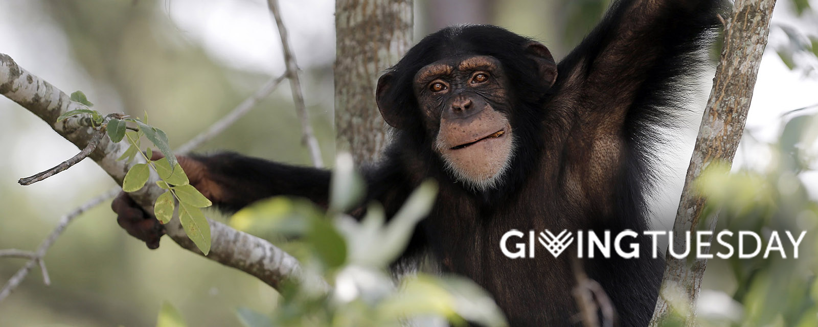 chimp in a tree reaching out to the camera