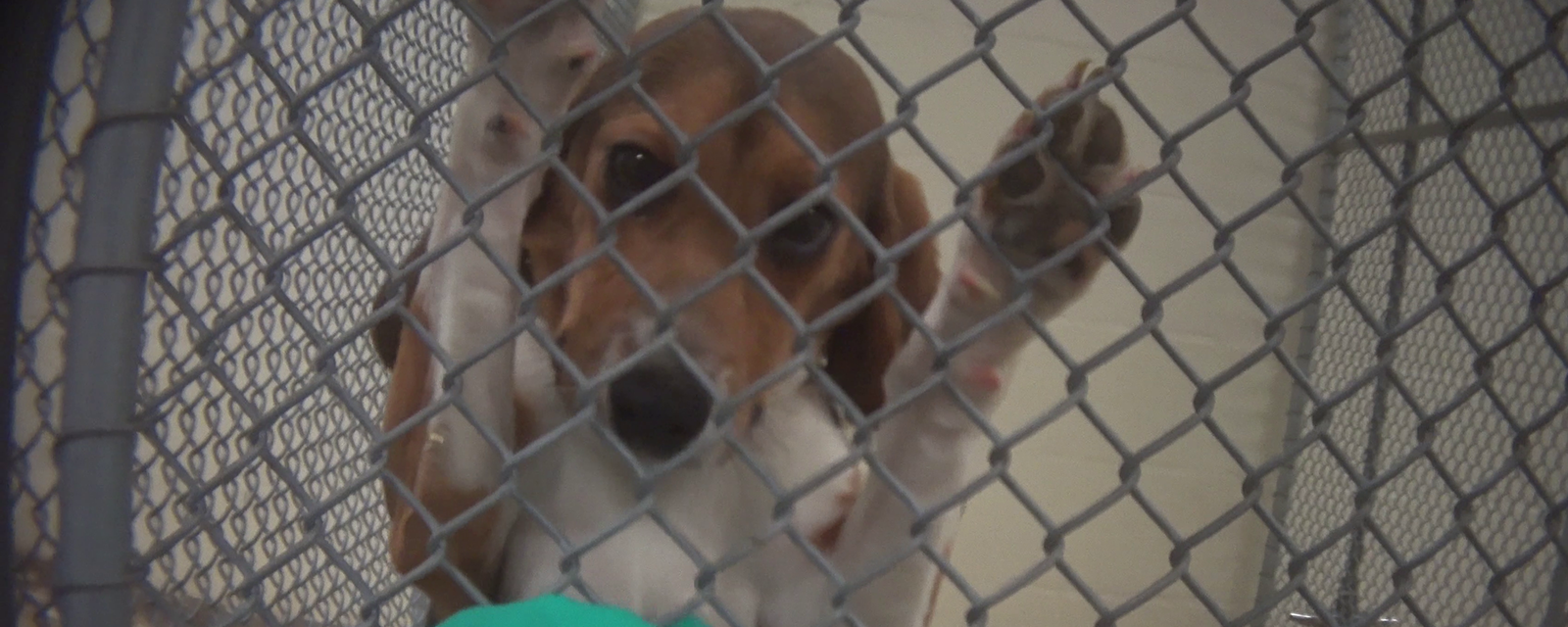 beagle in cage being used for testing
