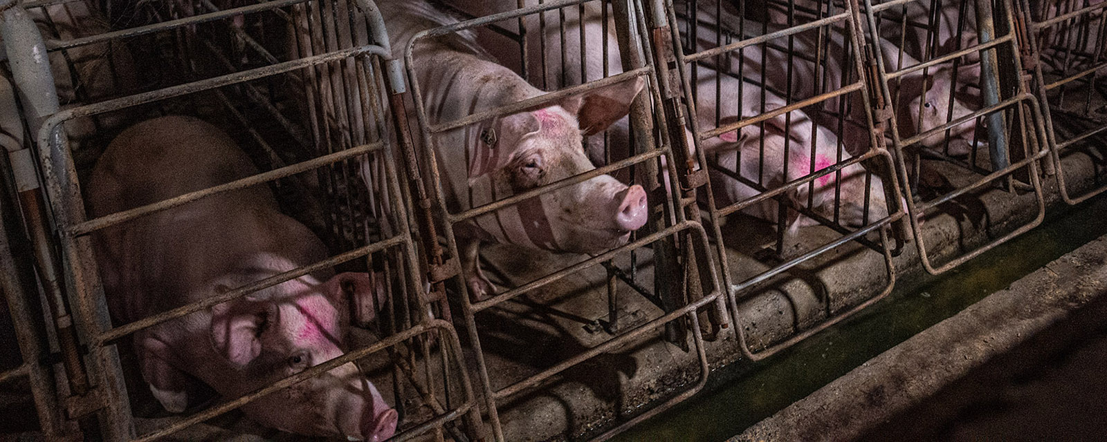 Pigs in gestation crates on a factory farm.