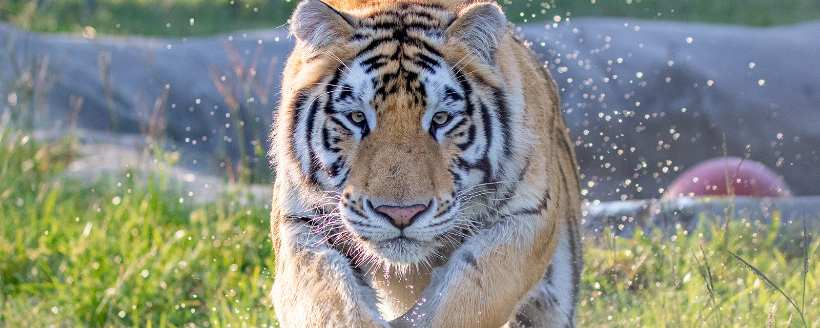 tiger jumping out of a pool of water