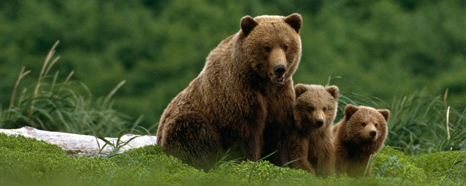 Family of grizzly bears