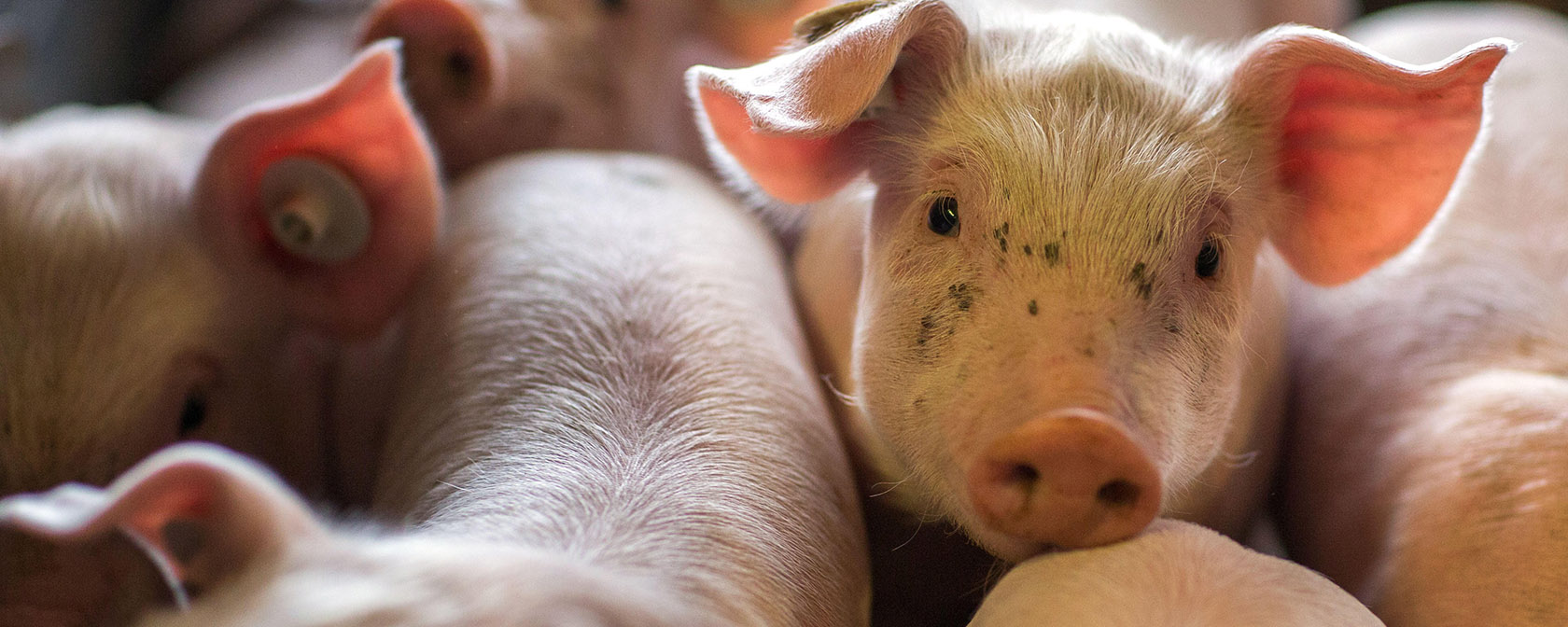 piglets