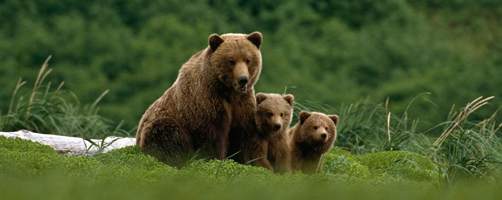 Family of grizzly bears