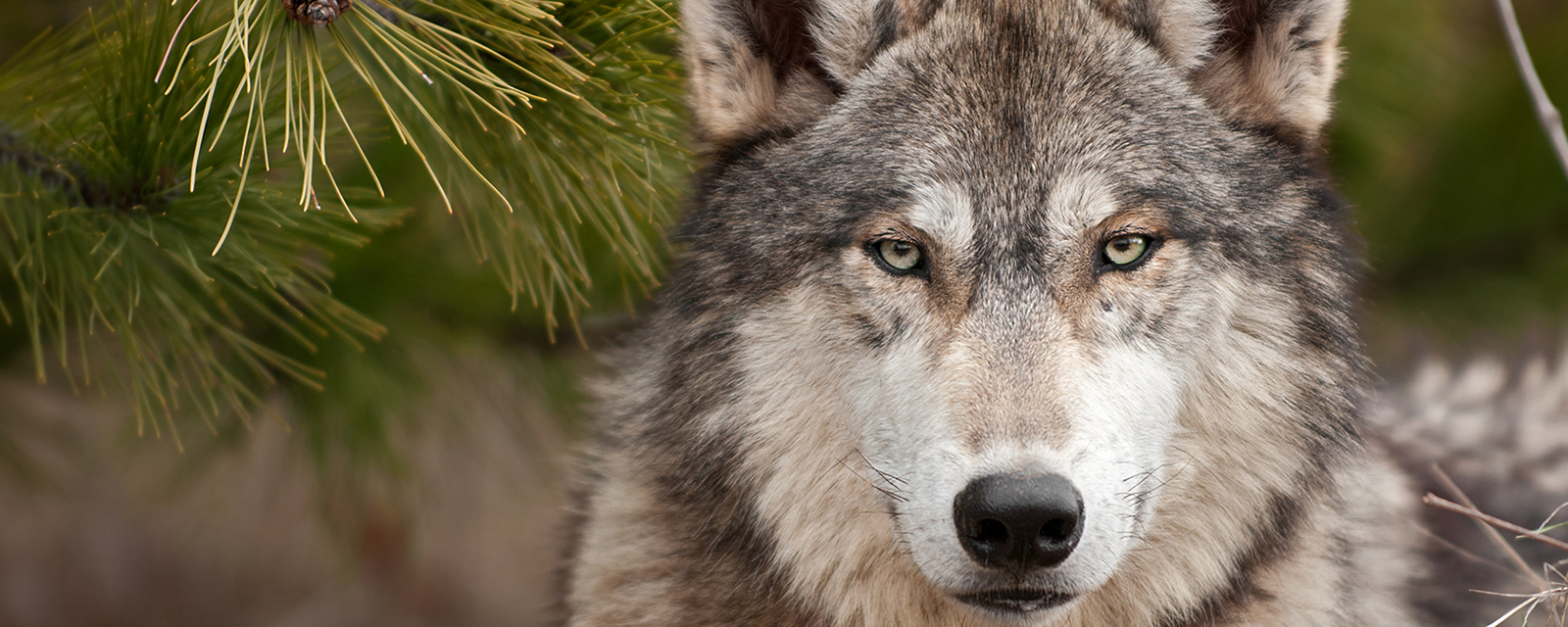 gray wolf looking directly into the camera