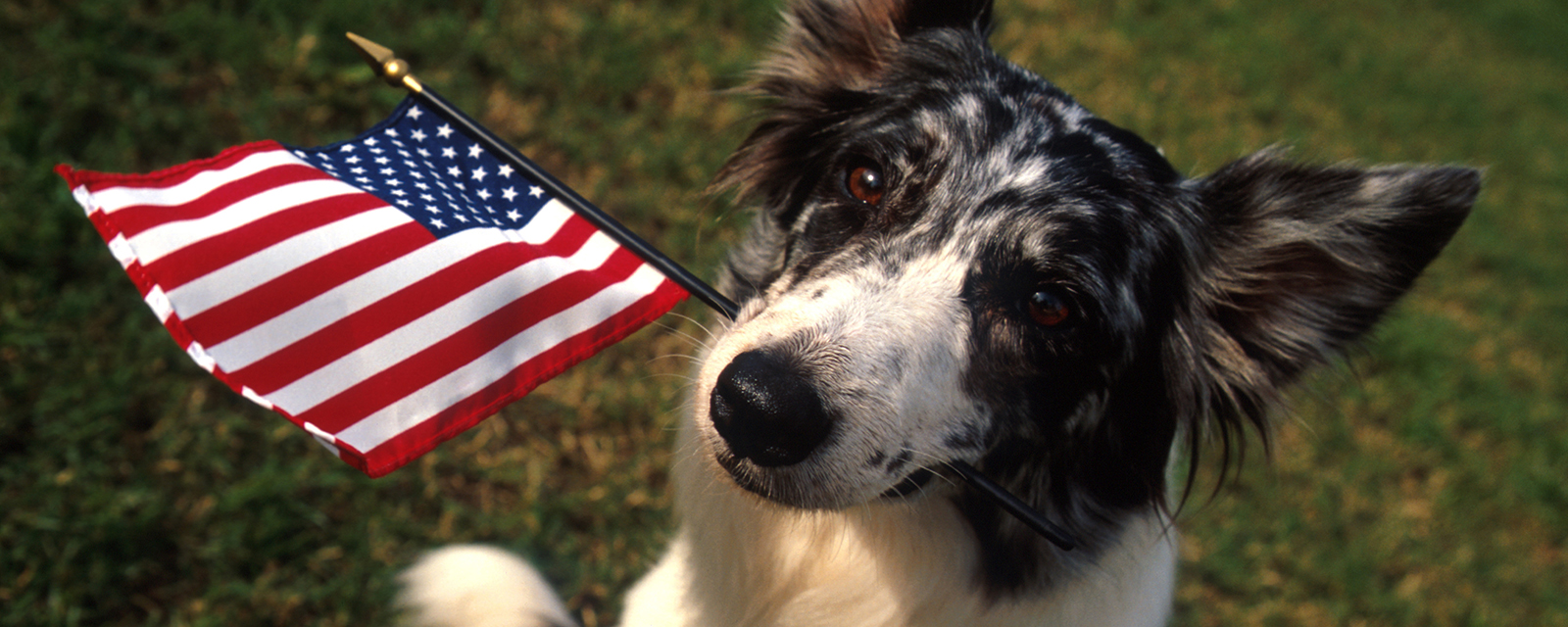 australian shepard holding a U.S. flag in their mouth