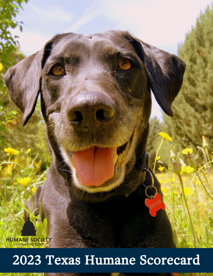 2023 Texas Humane Scorecard | Humane World Action Fund