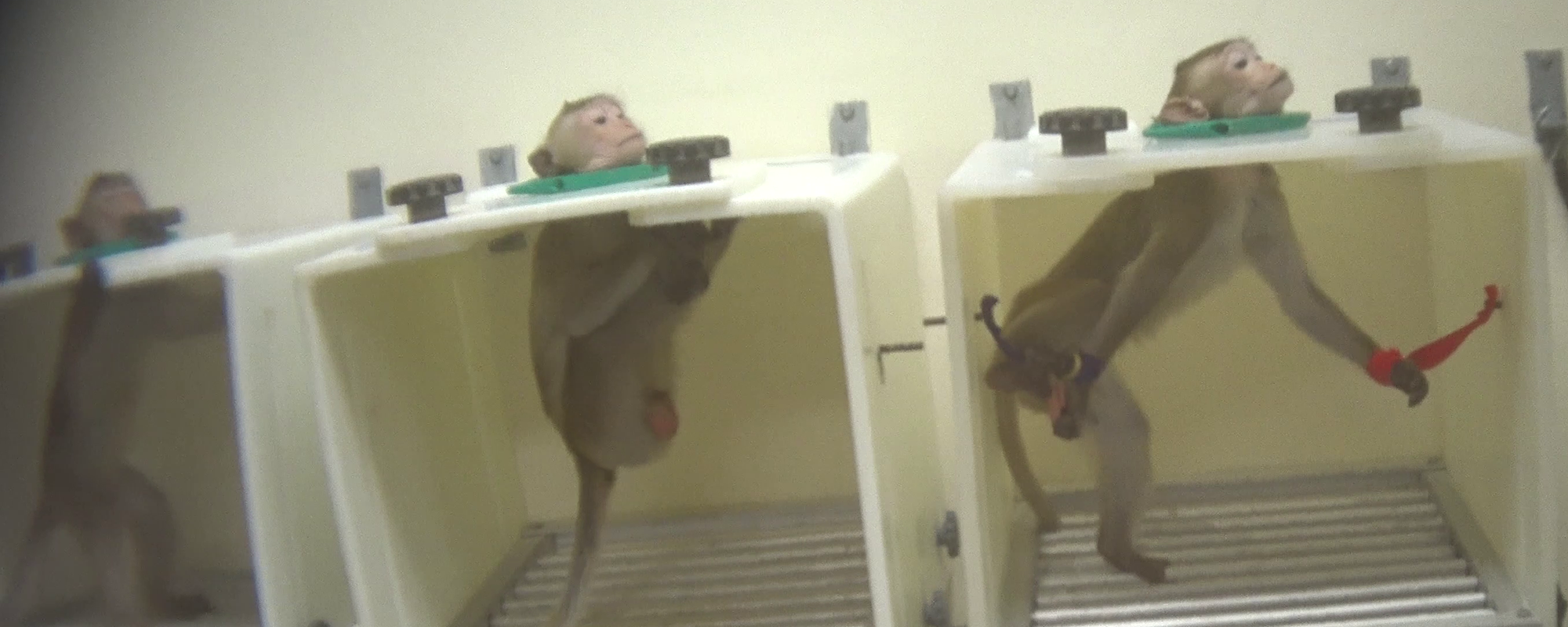 monkeys being used in drug testing lab