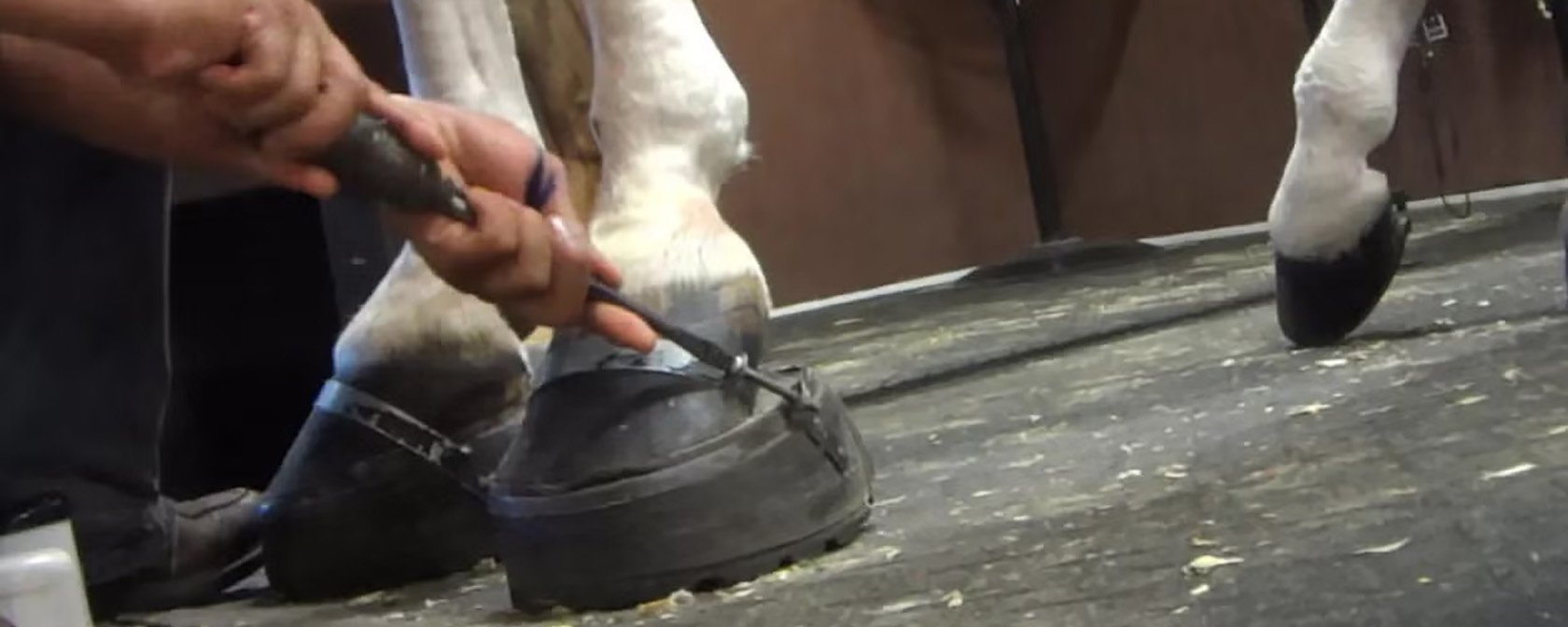 horse's hoof being sored
