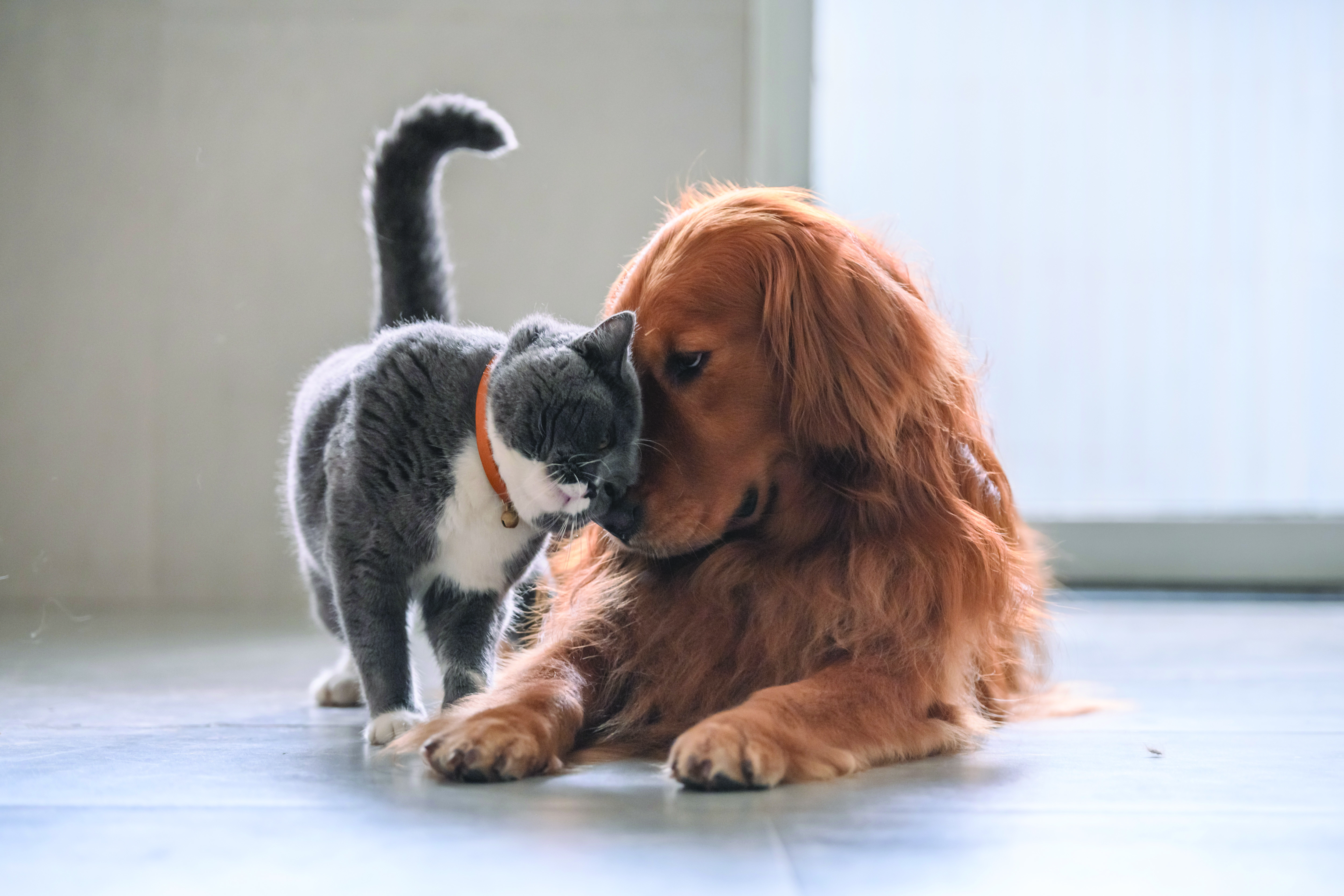 cat and dog
