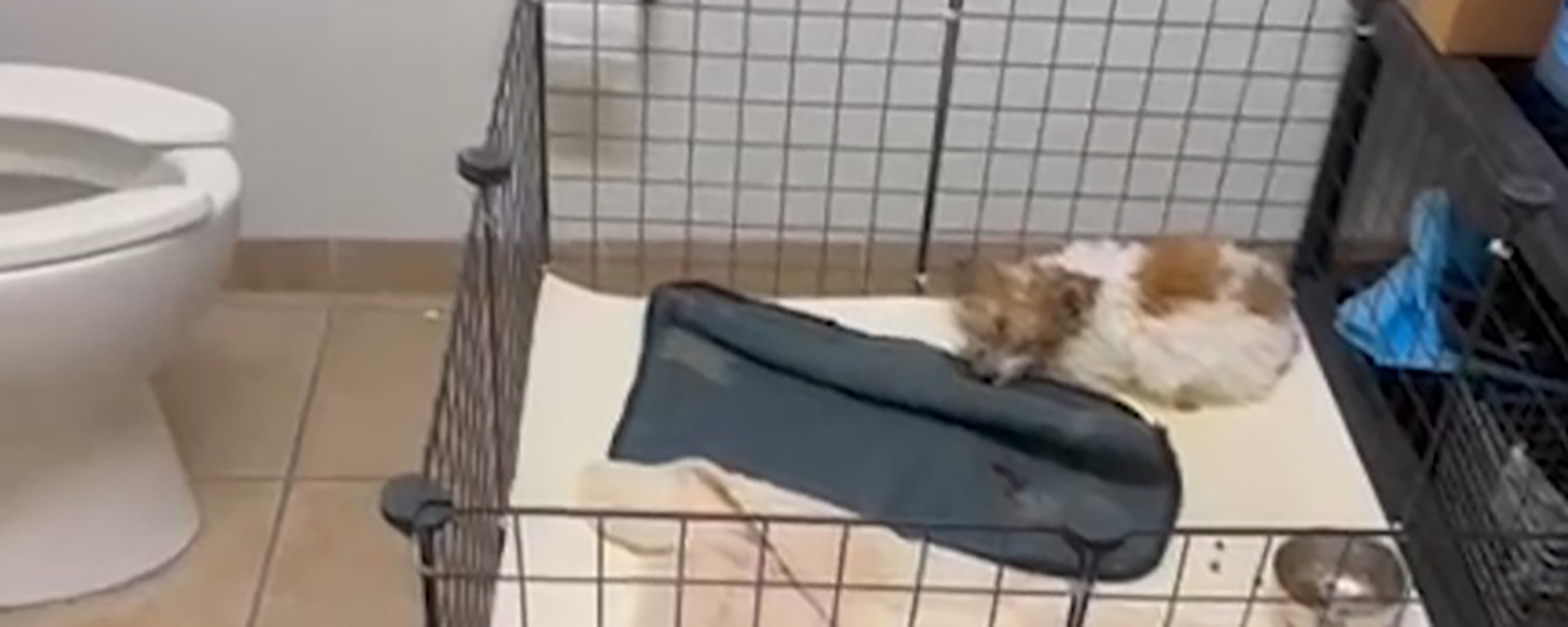 sick brown and white puppy laying in a pen in a bathroom