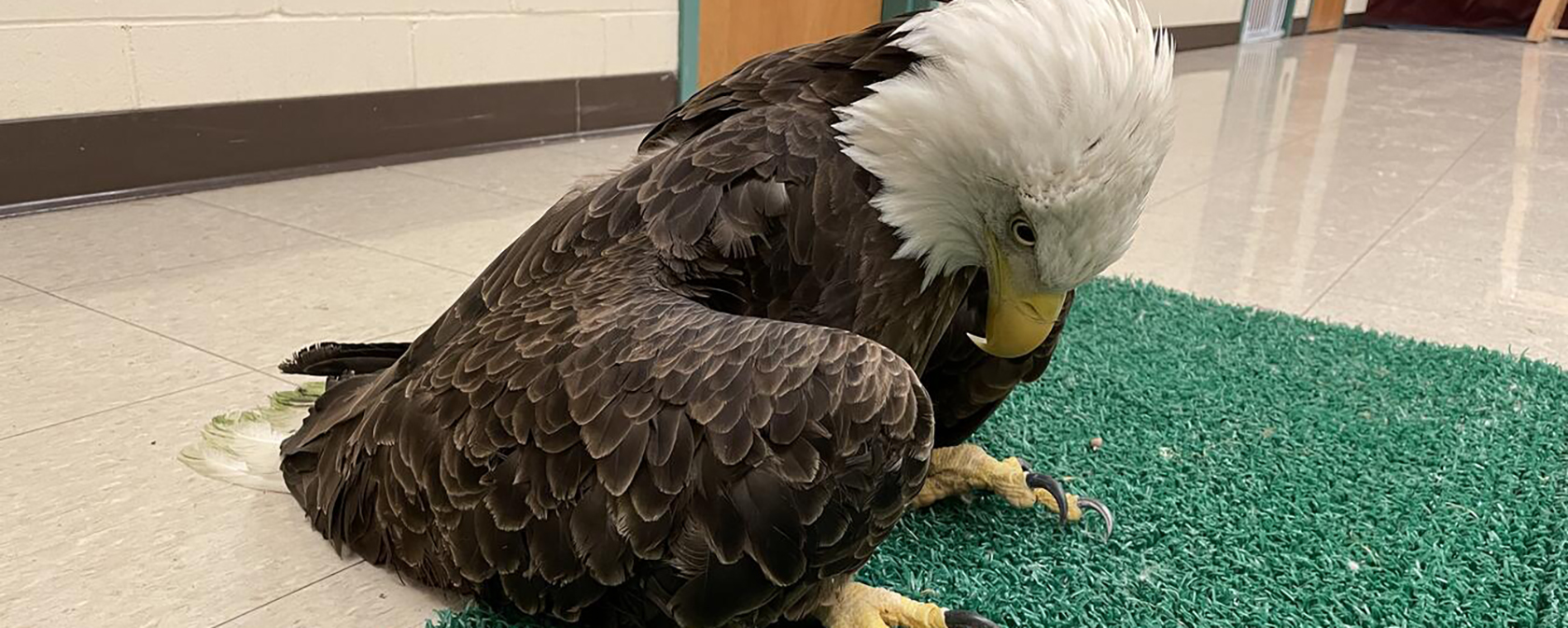 Lead poisoned bald eagle sitting on a green mat