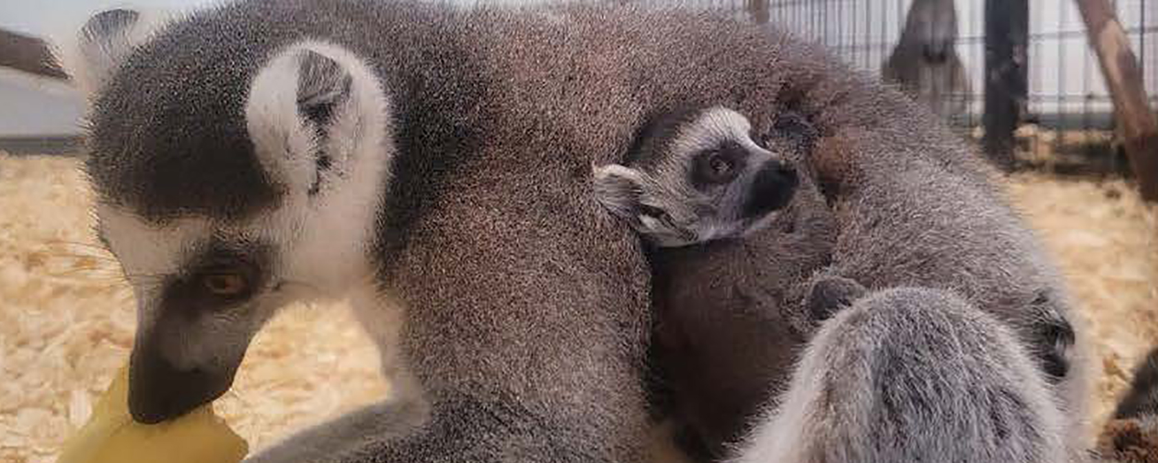 A ring tailed lemur with her baby.