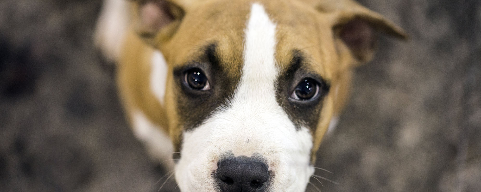 Give animals a voice in Congress!