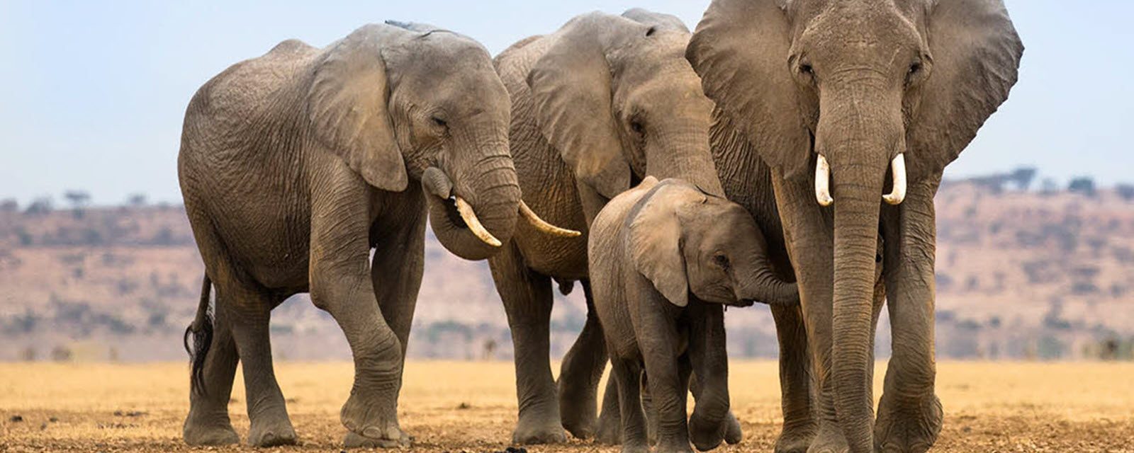African elephants.