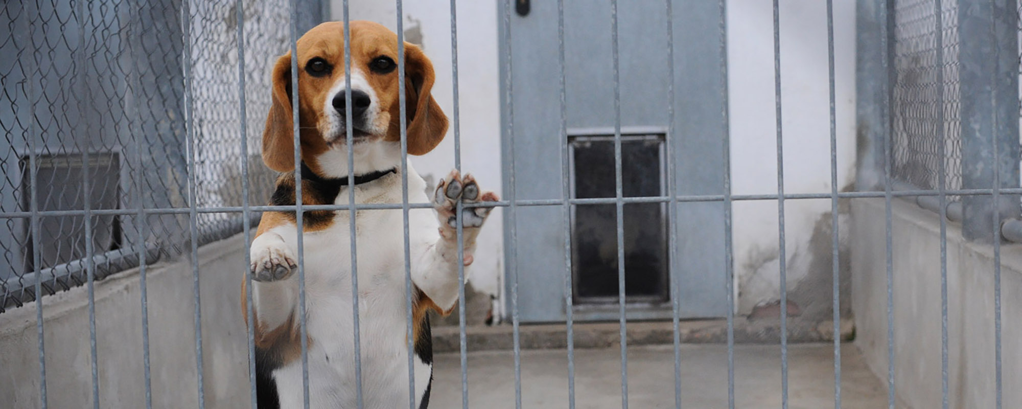 beagle in an outdoor kennel