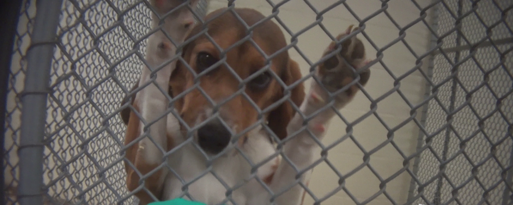 Beagle in kennel at lab