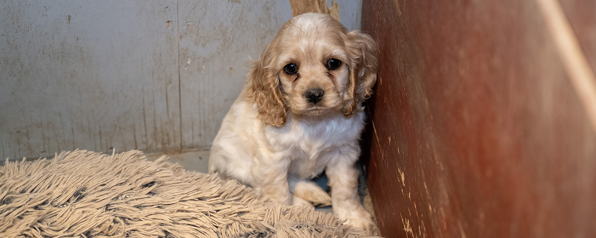 small blond puppy sitting in a corner