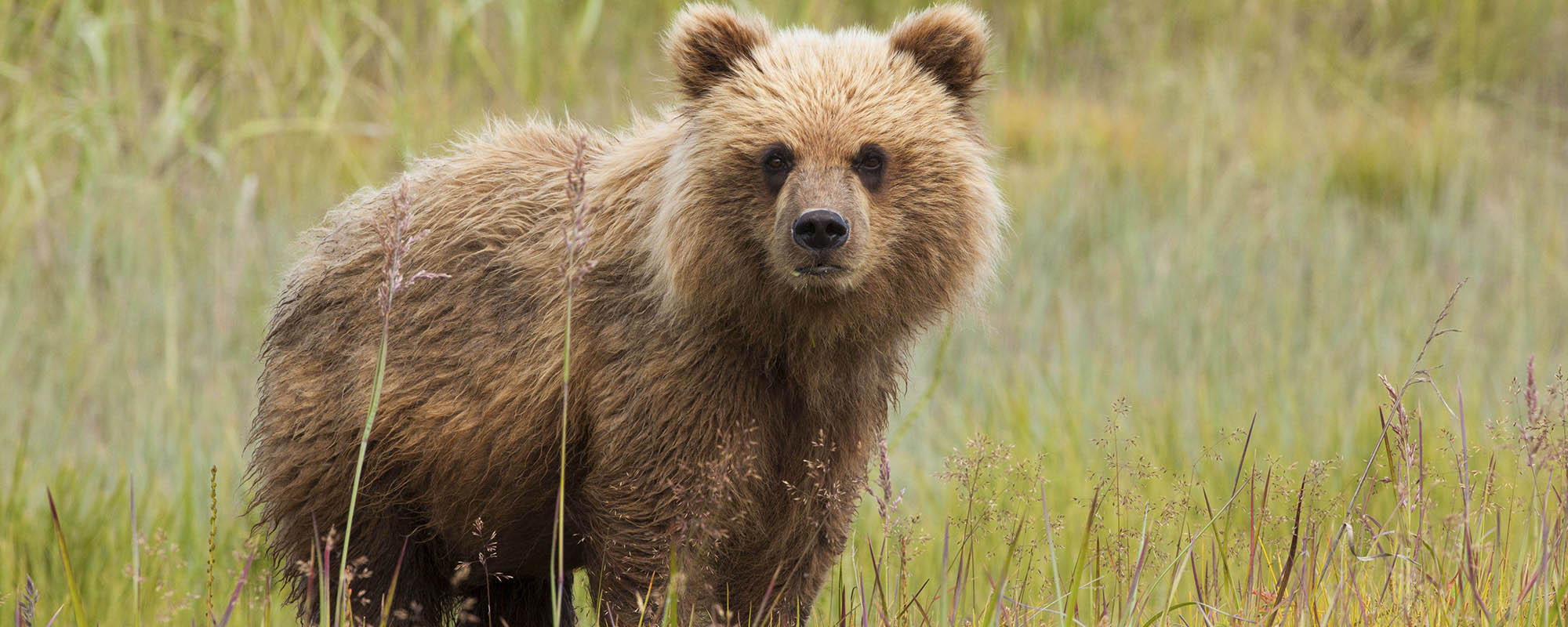 brown bear cub in a prairie looking at the camera