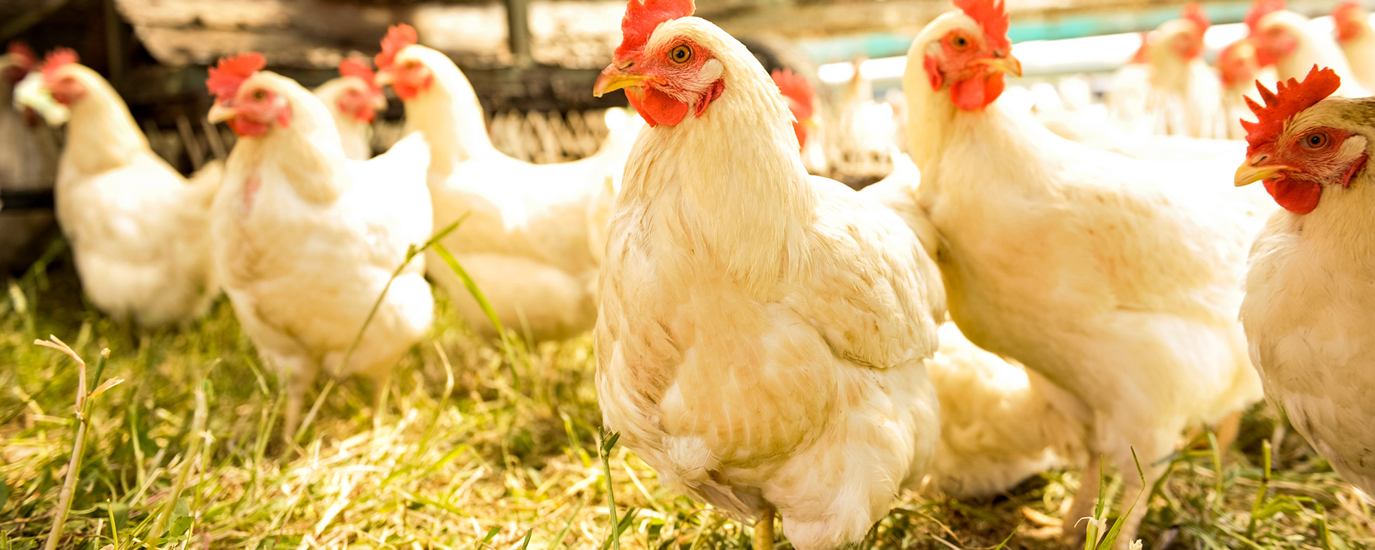 group of chickens standing in hay