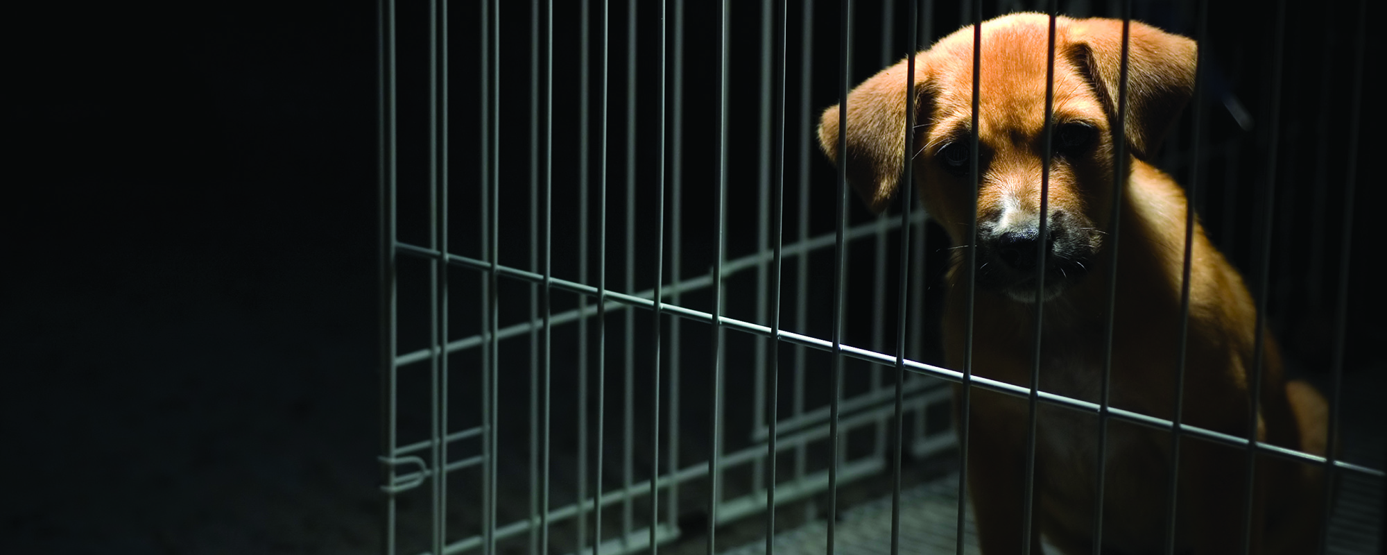 sad looking puppy in a cage