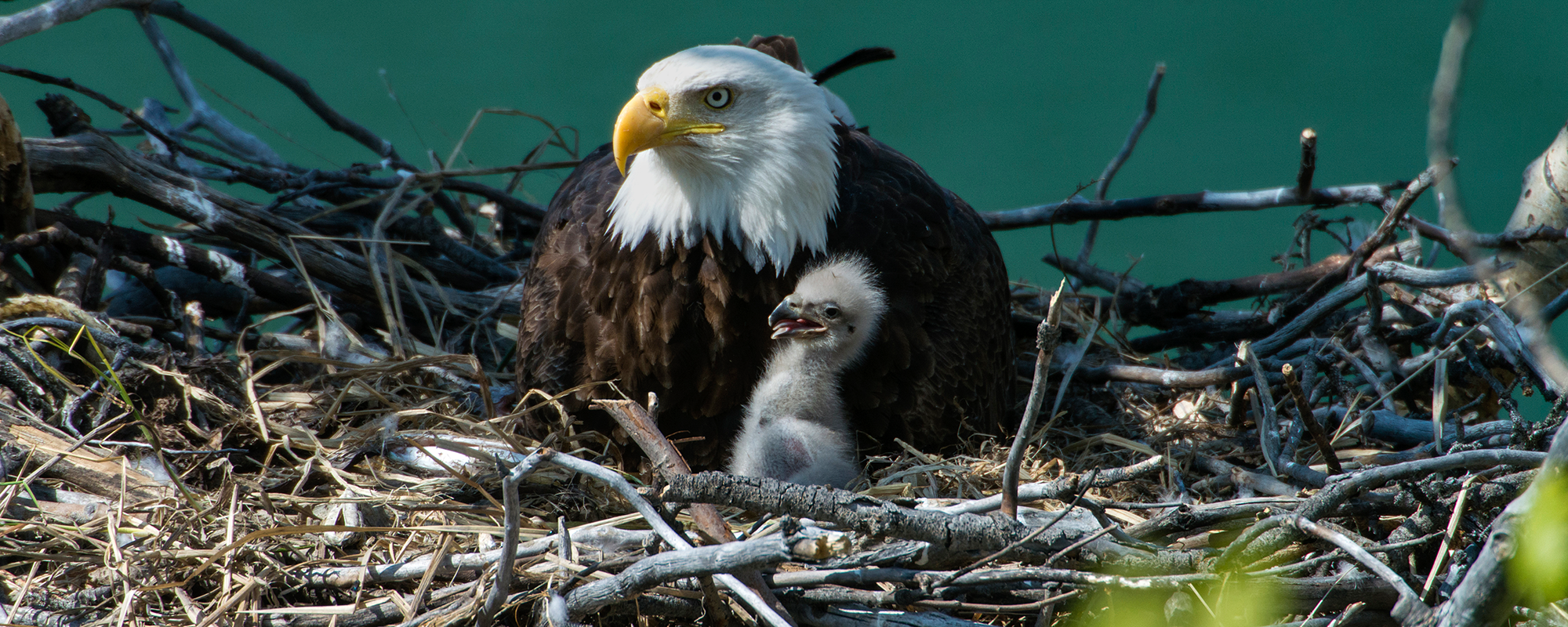Nesting bald eagle with baby.