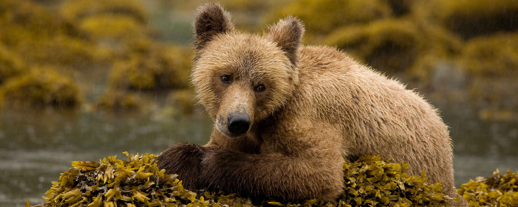 young grizzly bear on a rock