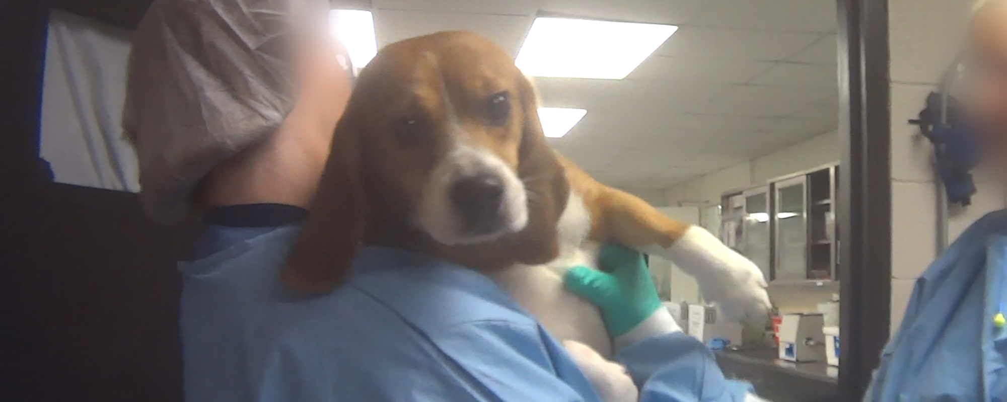 dog being taken for tests