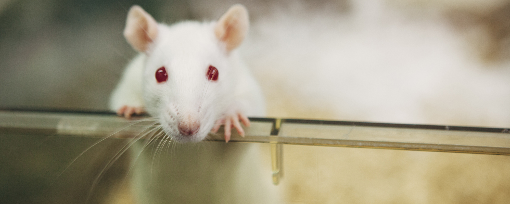 Laboratory rat with red eyes looks out of plastic cage