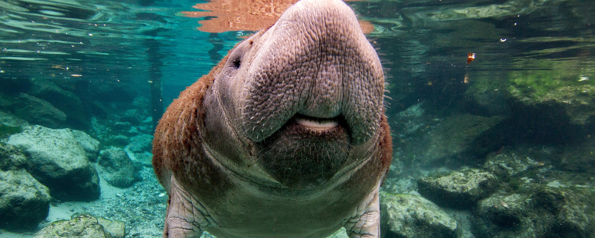 Florida manatee at the Three Sister Springs, Crystal River, Florida