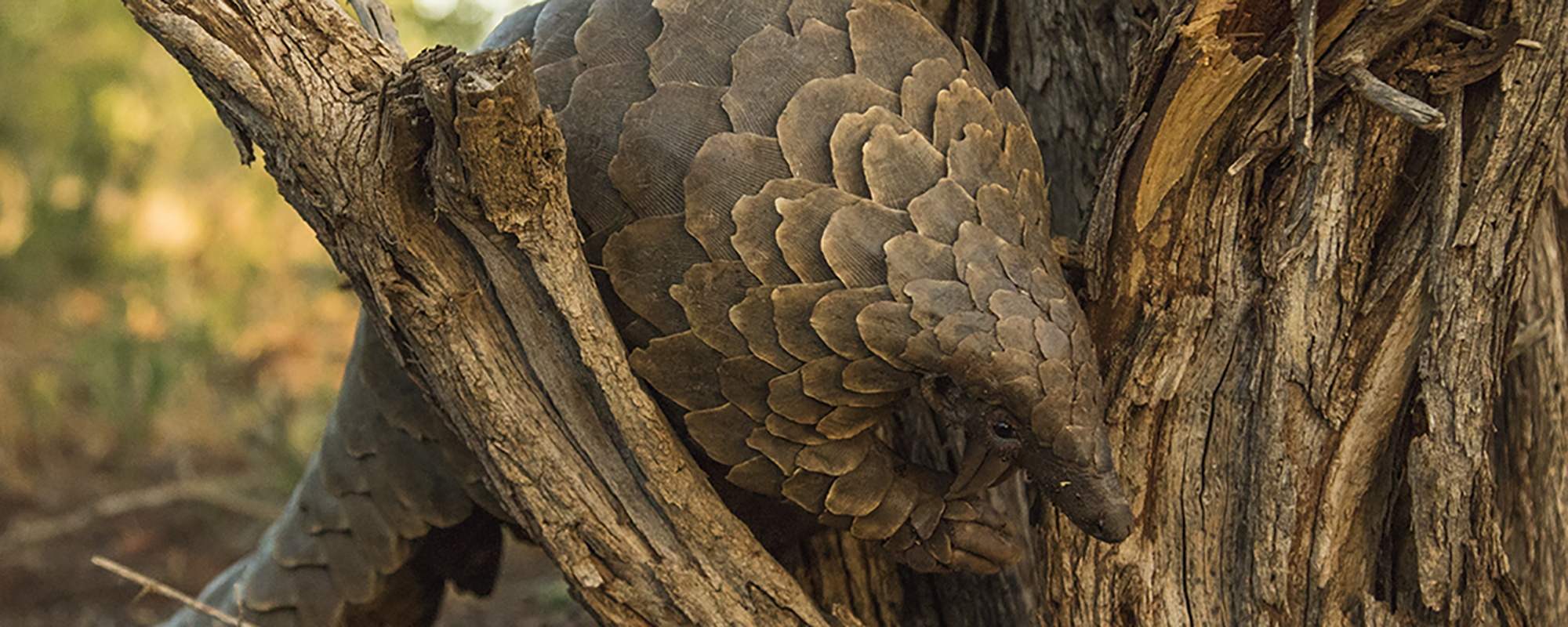 A Temminck's Ground Pangolin forages for termites in the wild in South Africa.