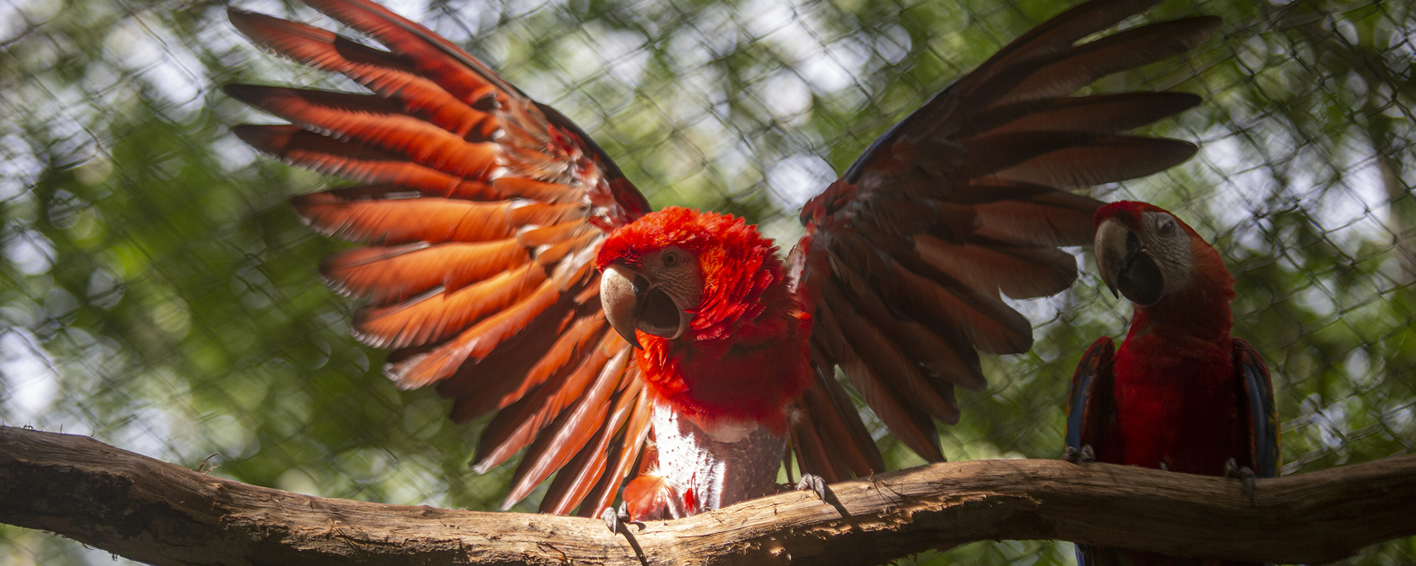 A scarlet macaw (Ara macao) in rehabilitation opens his wings on a branch inside the enclosure.