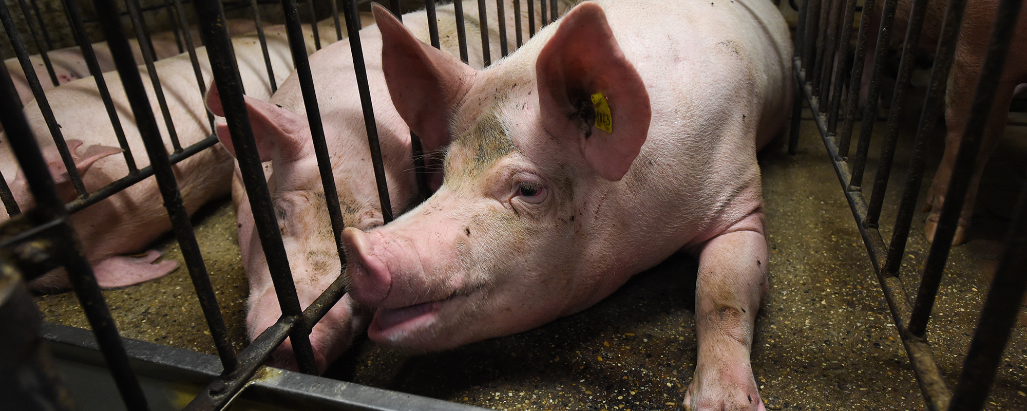 pig in a cramped and confined gestation crate 