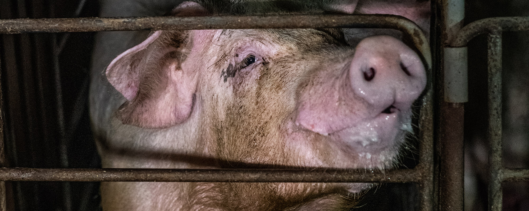 pig in a gestation crate