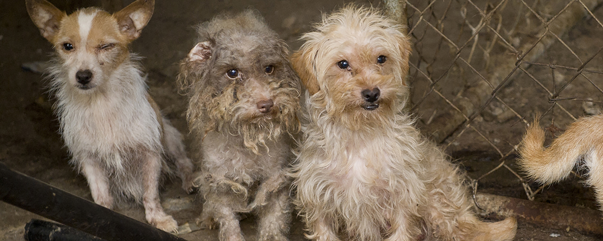 a group of dogs at a puppy mill