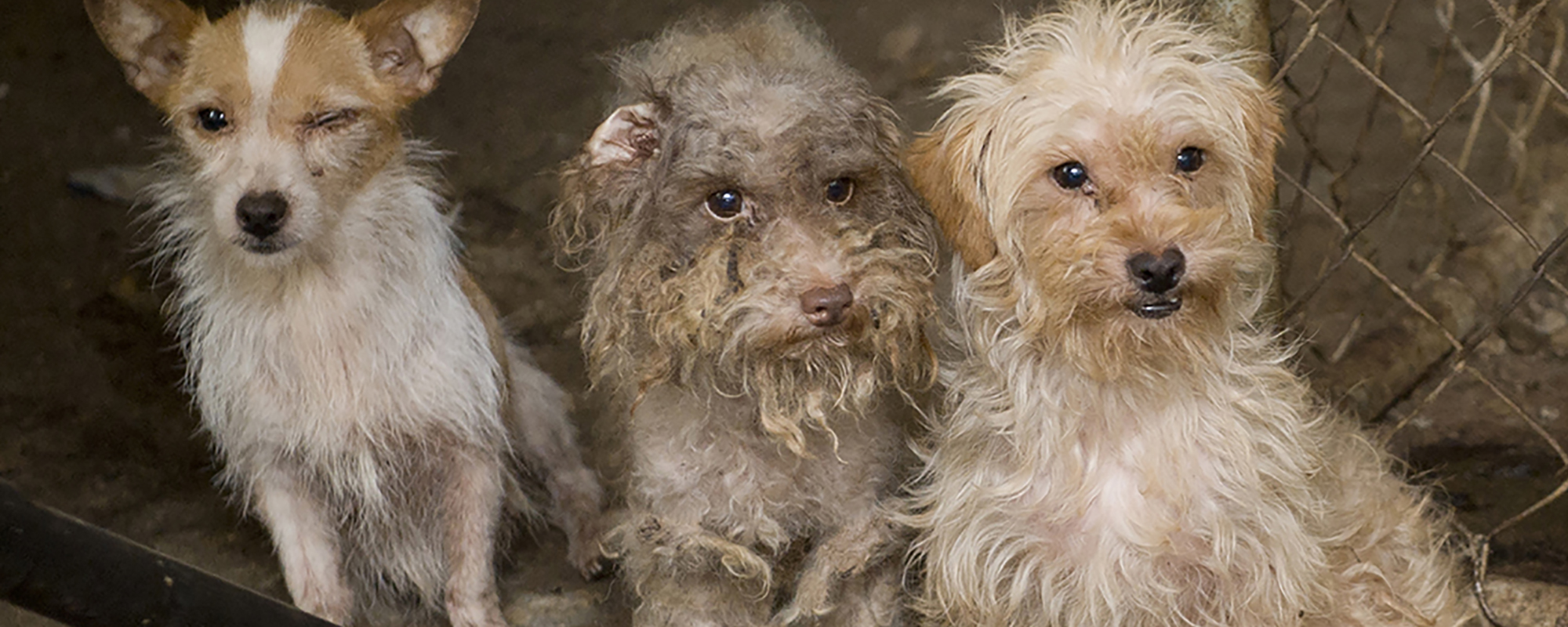 three dogs in a dirty cage in a puppy mill