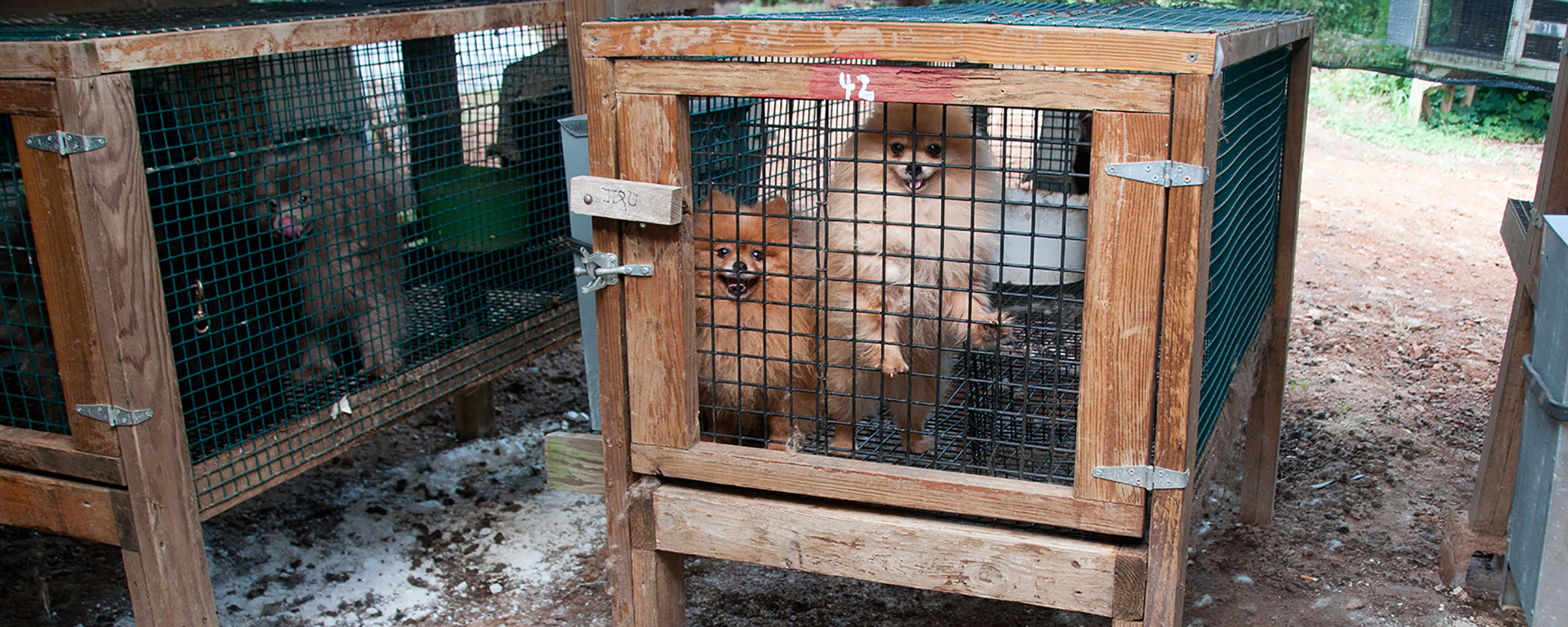 two pomeranians in a cage at a puppy mill