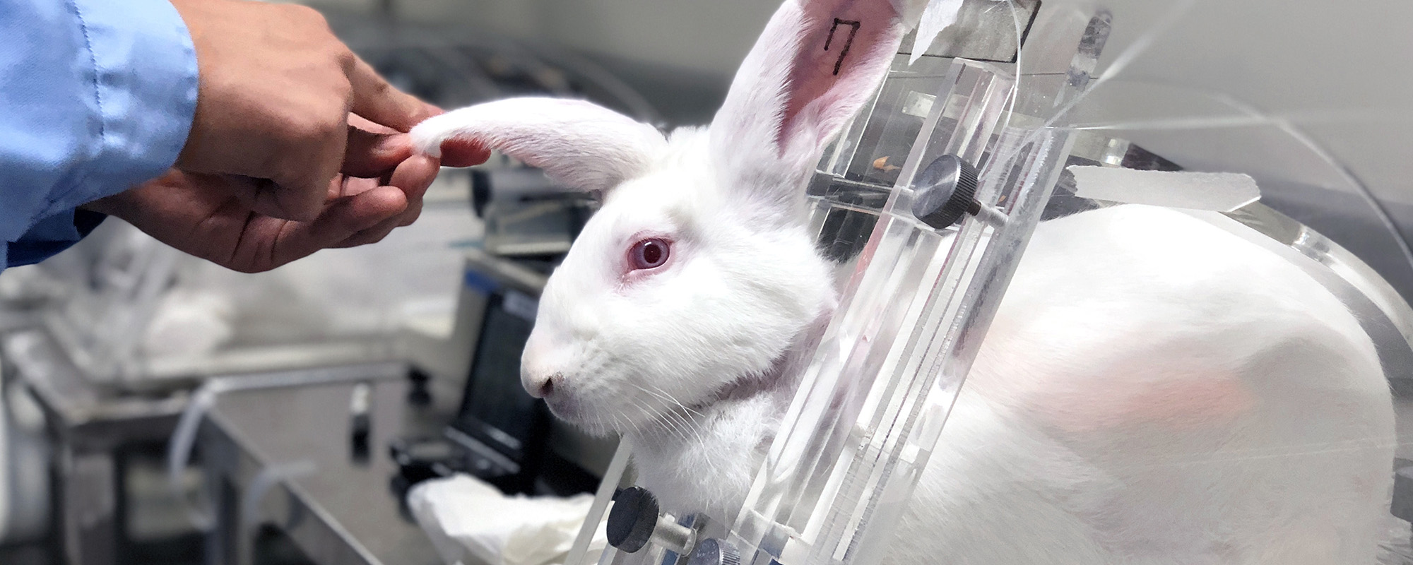 rabbit in cages being used for cosmetics testing