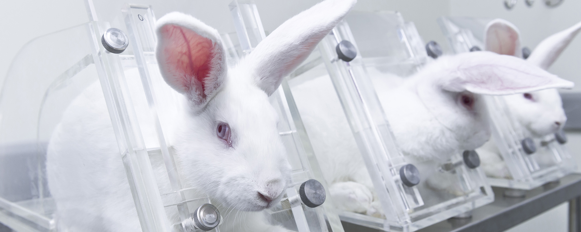 Experimental white rabbits in the acrylic restraint box 