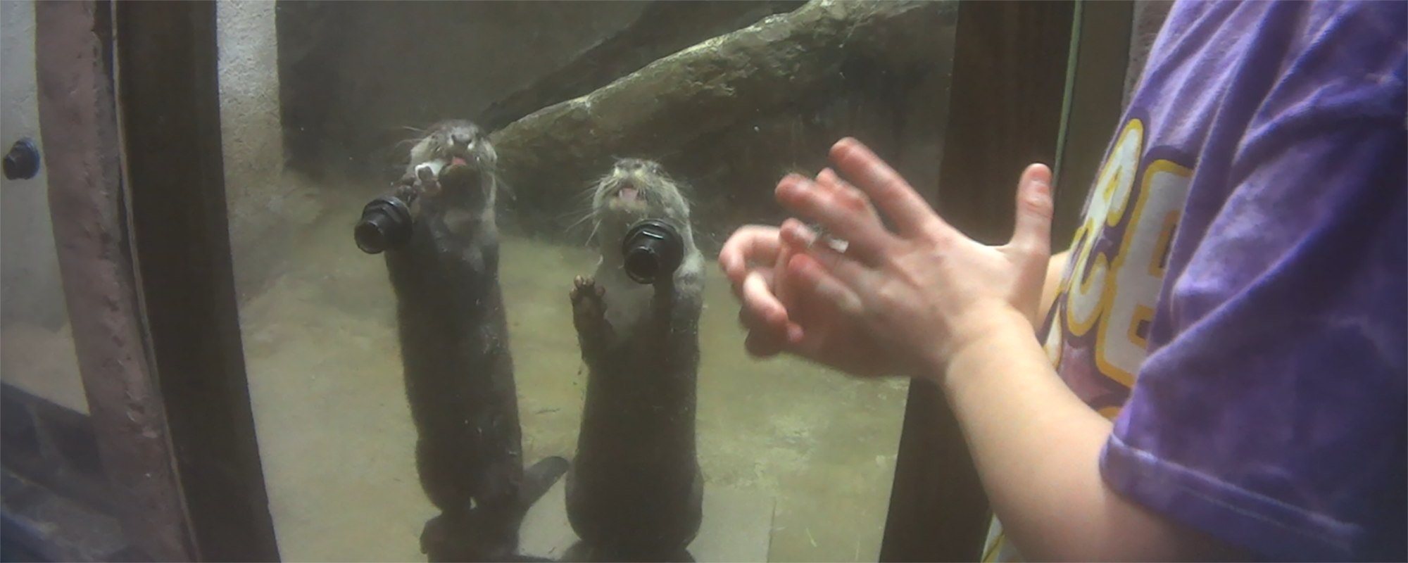 two otters trying to poke their paws through an opening to get food