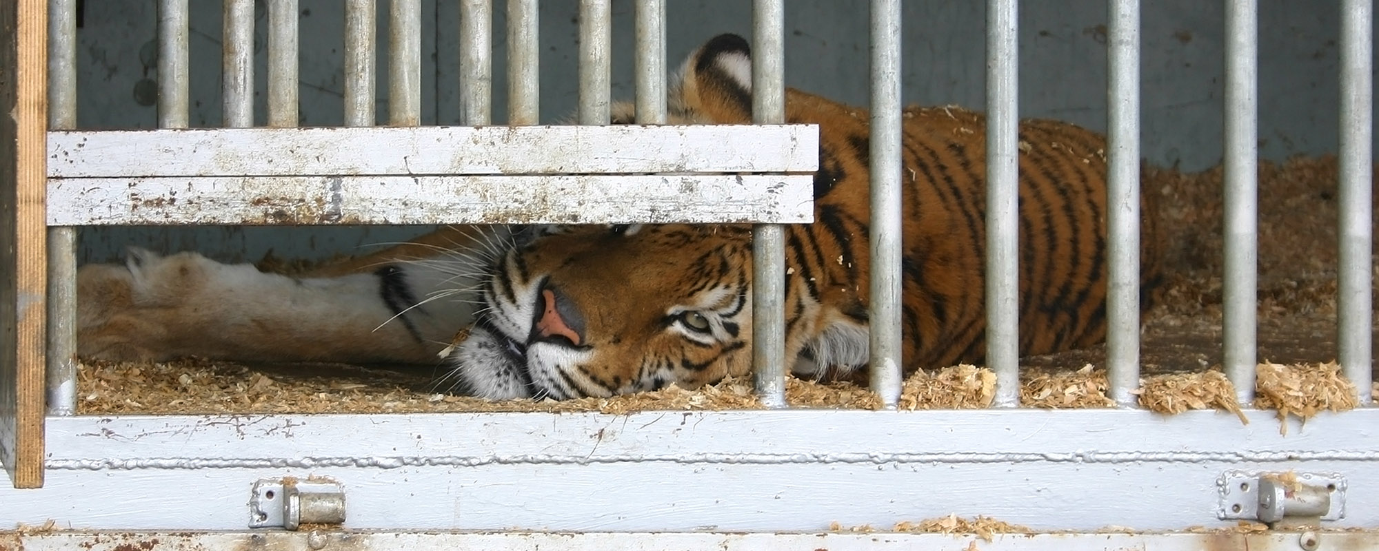 Tiger locked up in a cage
