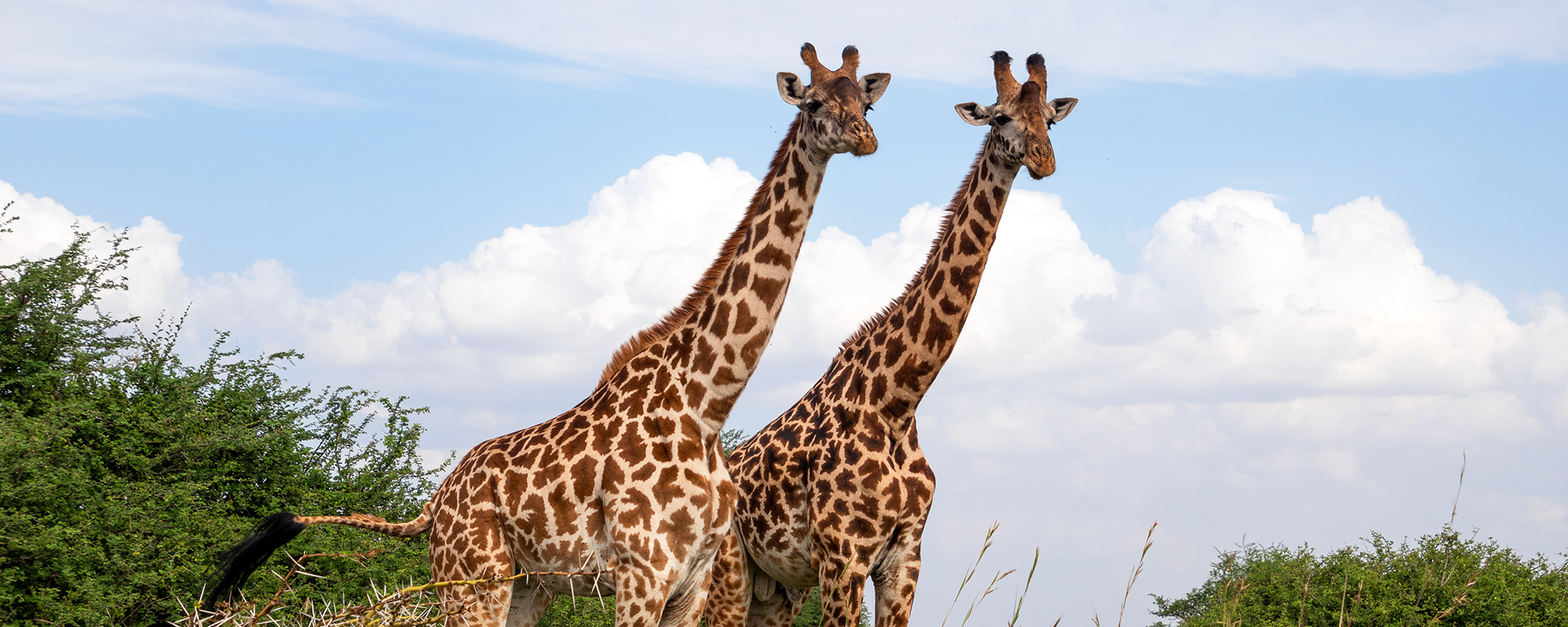 two giraffes looking at the camera