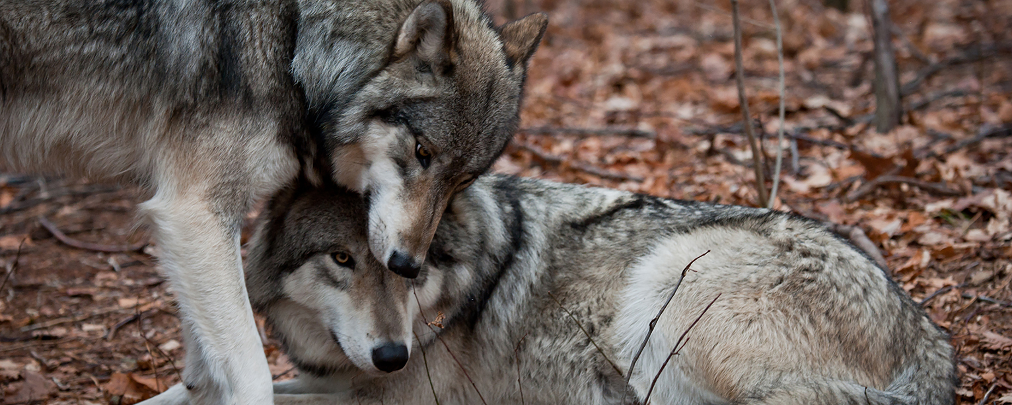 two wolves snuggling