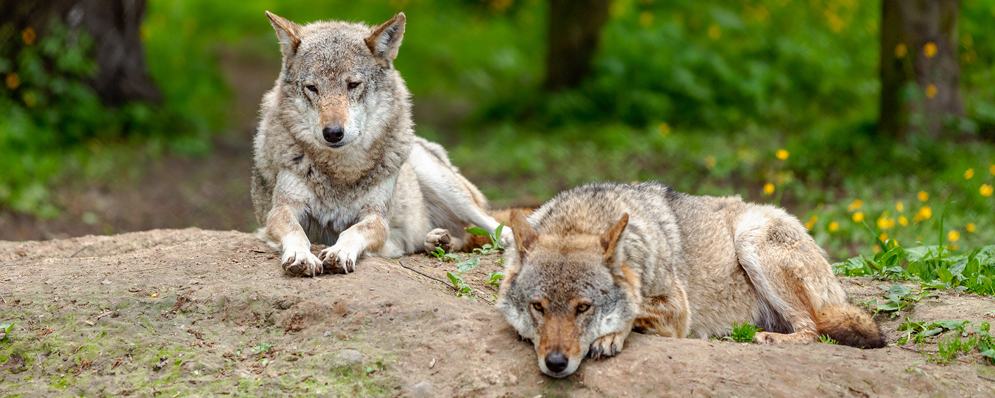 Two grey wolves resting on a hill in spring